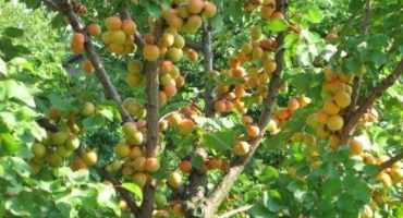 Jak správně pěstovat a pečovat o meruňky na sibiři a popis mrazuvzdorných odrůd